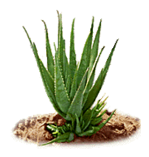 ملف كامل للعناية بالشعر خلطات ووصفات للشعر>> بالصور!! Aloe vera.gif